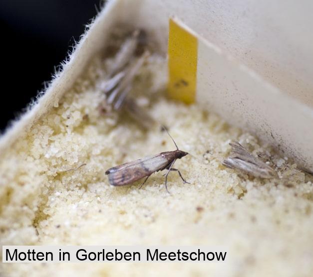 Motten in Gorleben Meetschow
